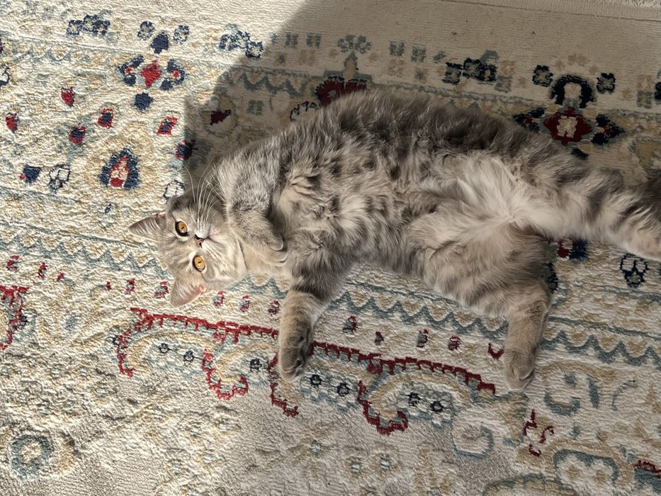 Вязка Британского кота