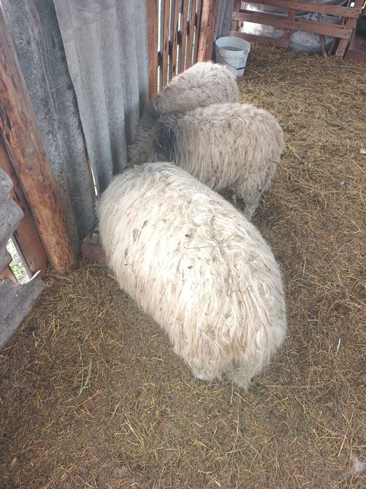 Vând berbecuți crescuți natural