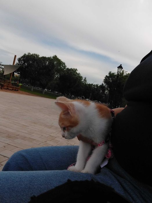 Отдам котёнка в хорошие, добрые руки