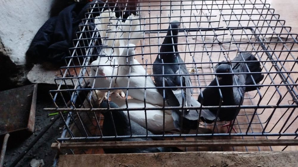 Широкохвостые голуби кептер