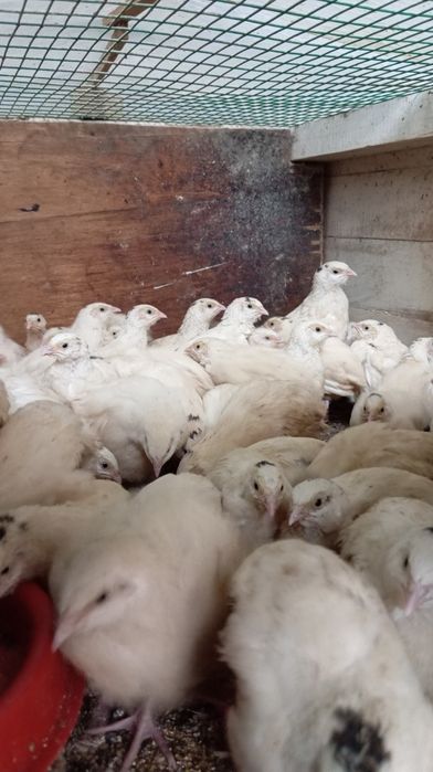 Белый гигант бедана жожалари сотилади!!!