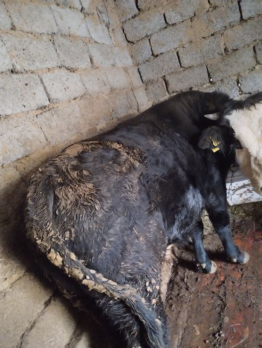 Бука сатылады продается