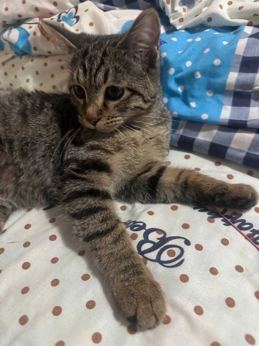 Кошка      5   месяцев,  домашная