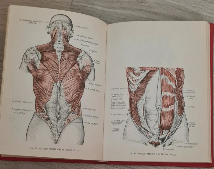 Mic atlas de anatomia omului (Dem. Theodorescu)