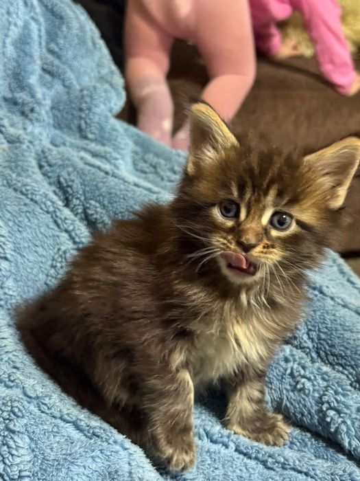 Котята мейн кун 80000