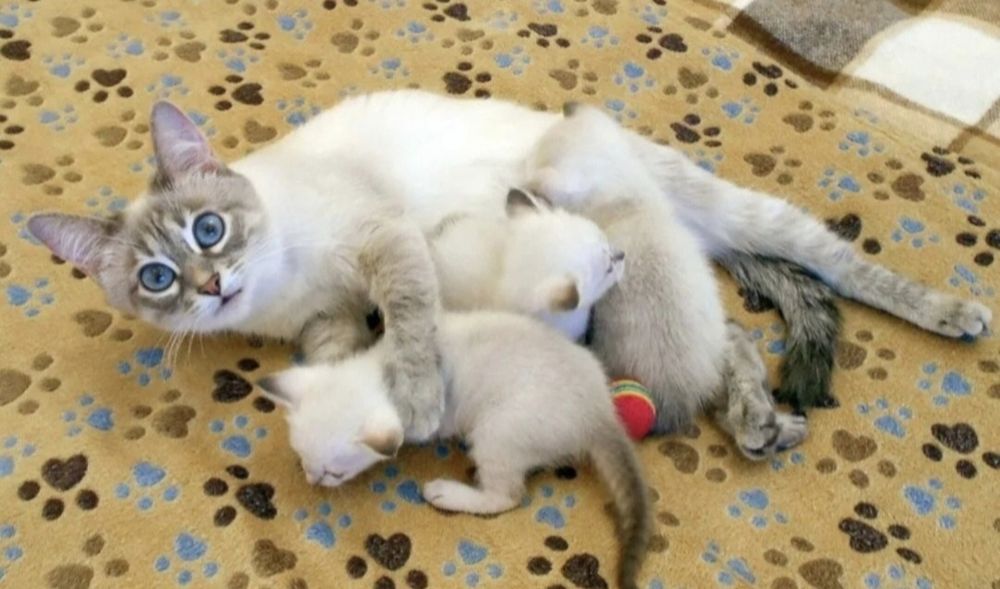 Тайские котята,девочки!
