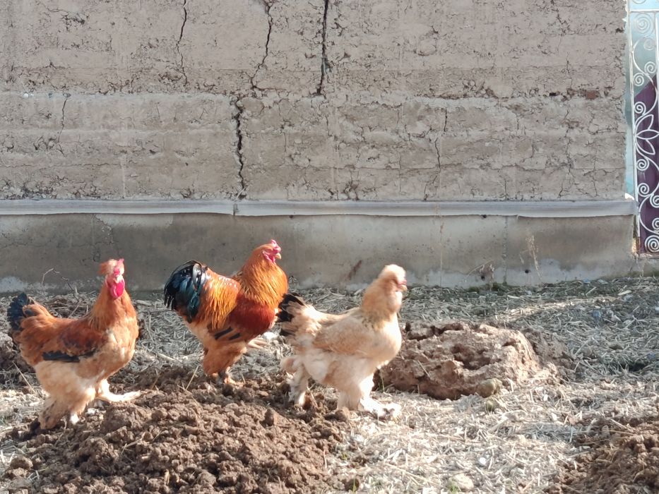 Брама хуроз ва товуклари сотилади