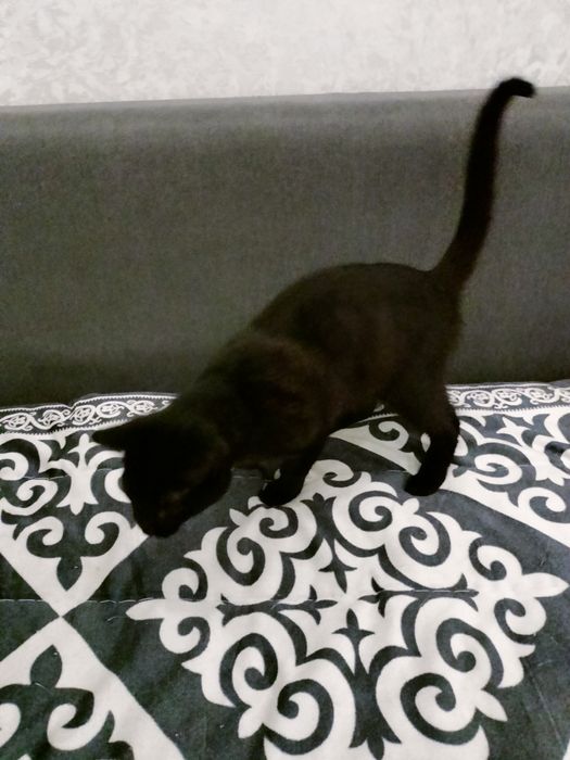 Отдам красивого котенка 6 мес.