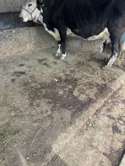 Бұзаулы Сиыр Сатылады