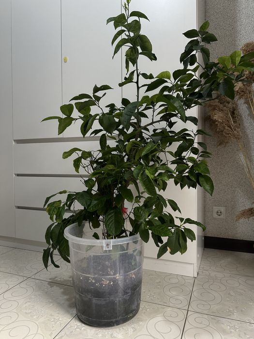 Разные комнатные растения