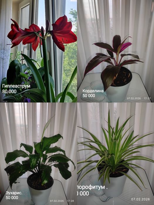 Продам цветы гиппеаструма и амазонской лилии. Цена указана без горшка.