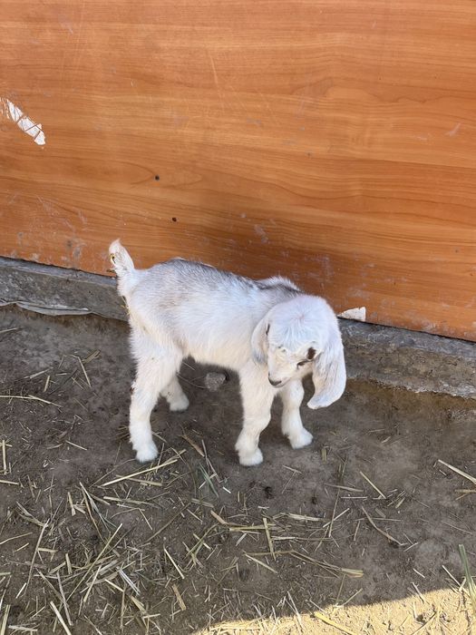 Еркек лақтар сатылады 1 айлық