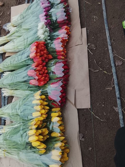 Тюльпаны есть Астана