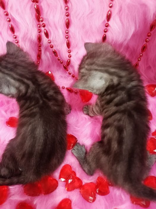 Продам котят шотландка+бенгал