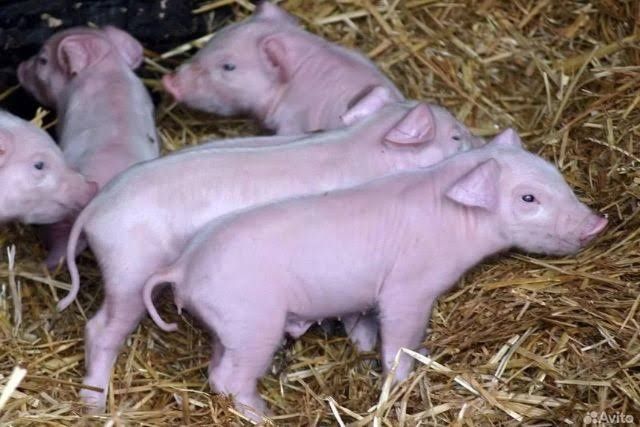 Поросята животные