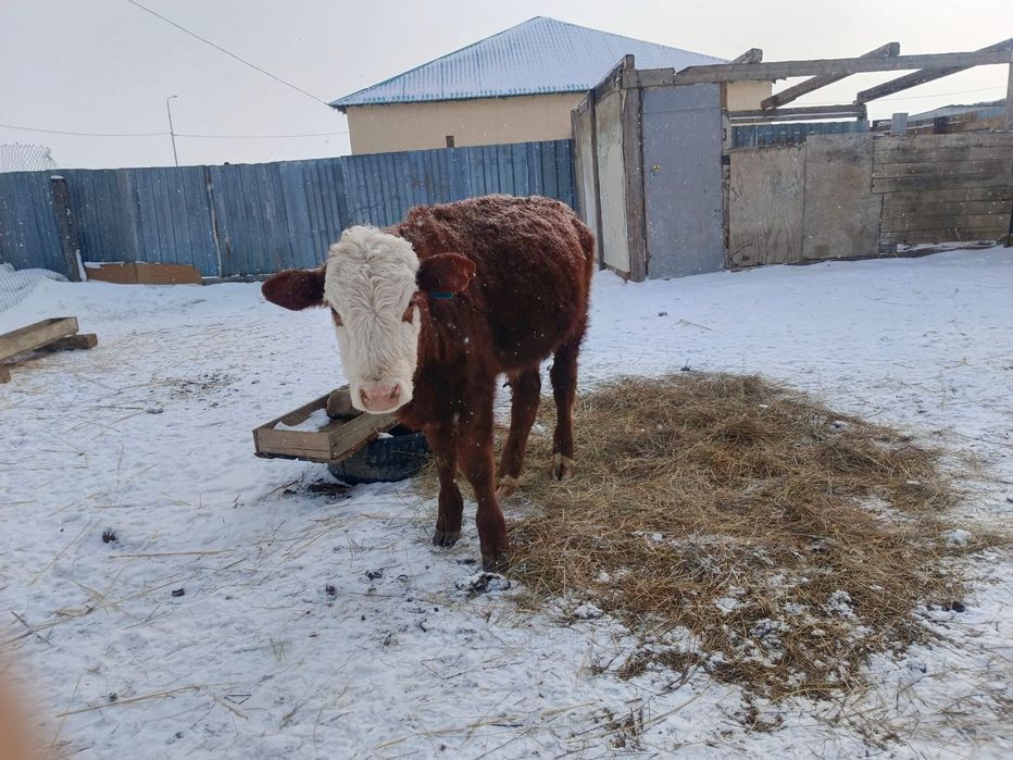 Акбас бука сатылады