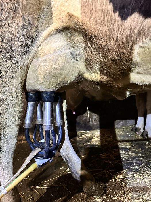 Vând juninca de Holstein friza