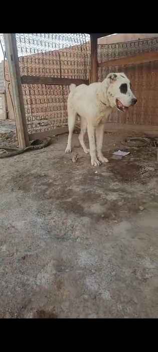 Алабай 8 месяц еркек