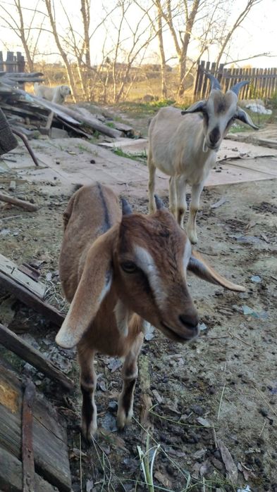 Продам козлят нубийской породы.