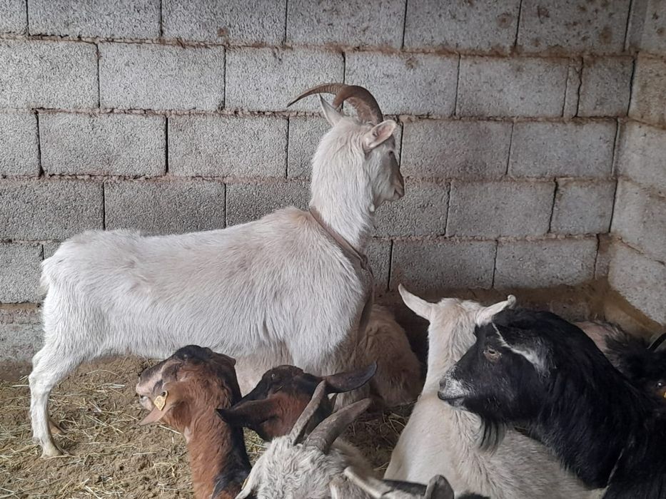 Сауынды буаз ешкилер