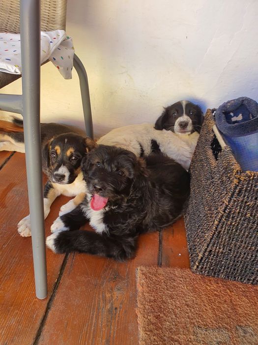 dăm spre adopție Puiuți adorabili