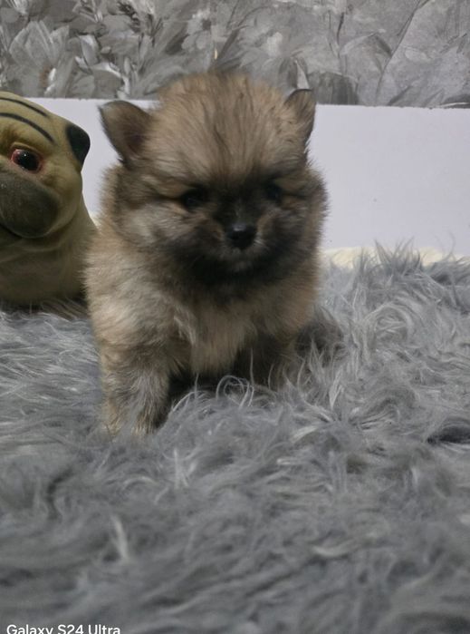 Мальчик Померанский шпиц