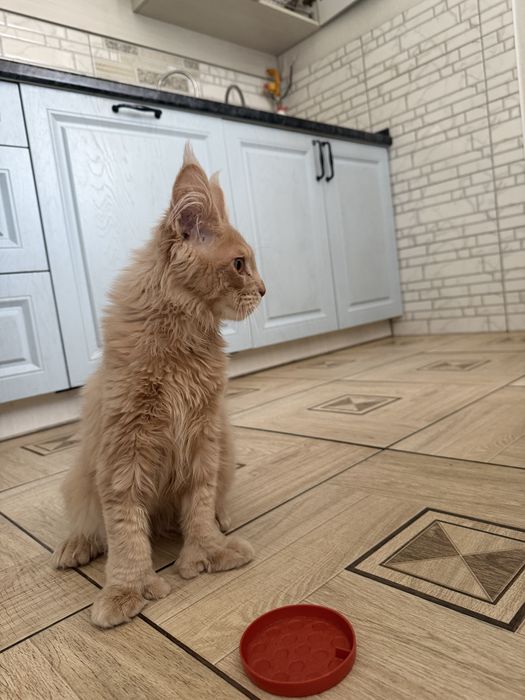 Котенок мейн-кун