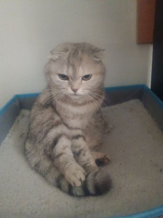Кошка шотландка веслоухая