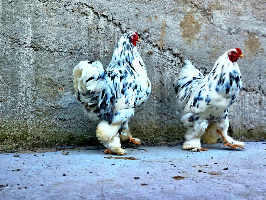 Брама Далматинец қораздары сатылады