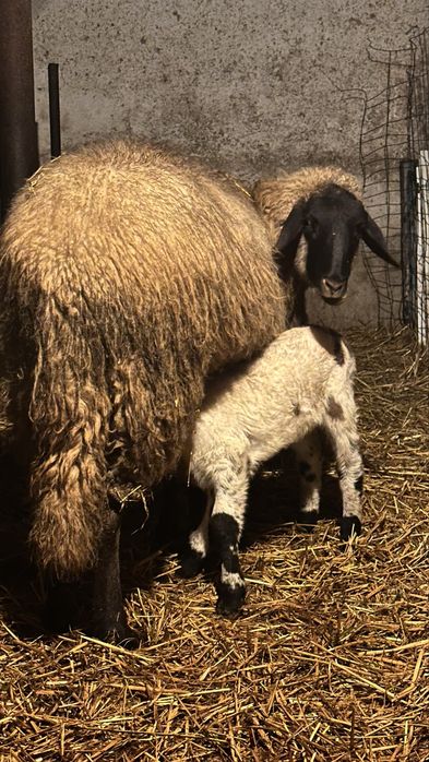 Oi carabase sarbesti