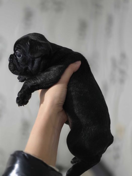 Мъжки и женски френчита