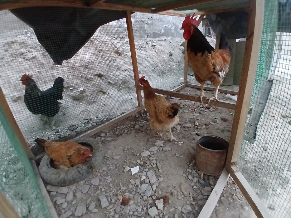 Tovuqlar sotiladi hammasi sog'lom yaxshi xolda narxlar insof bn quylgn