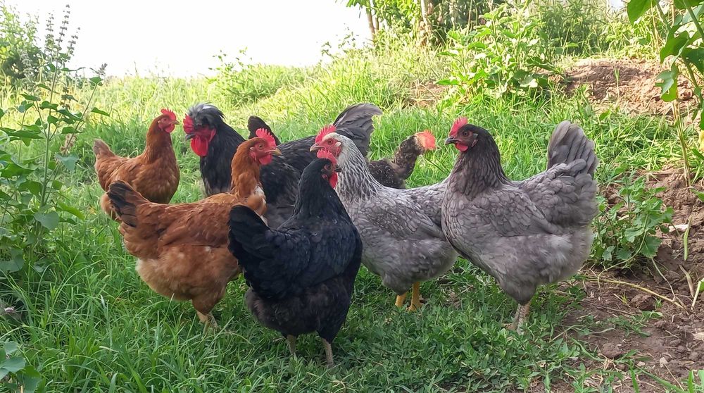Vind Oua de găină.