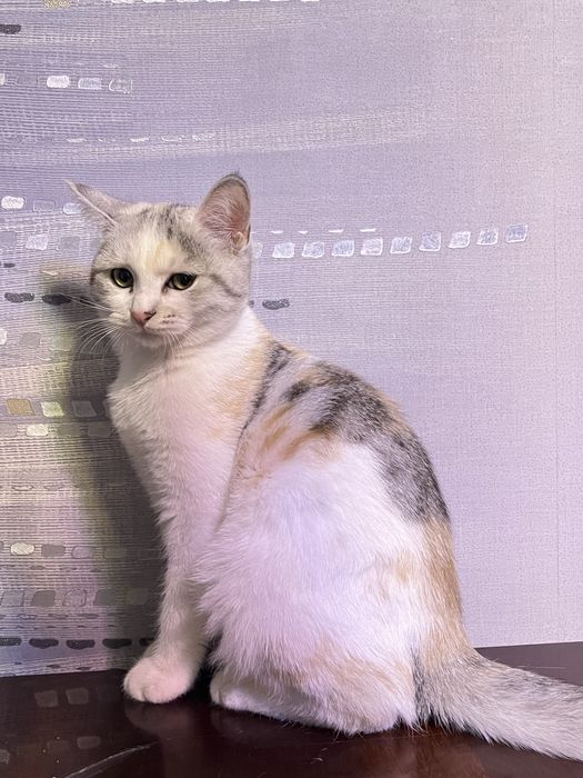 скоттиш страйт 5 месяцев