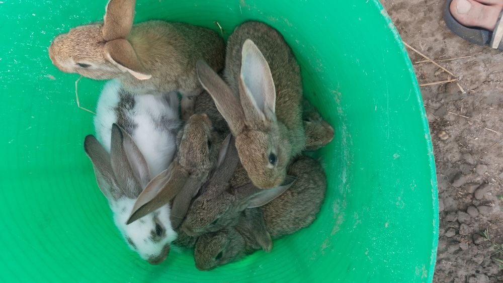 Vând 7 pui de iepure 4 felele și 3 masculi