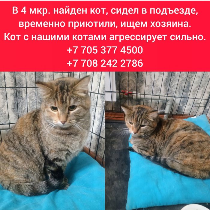 Отдам кота в добрые руки