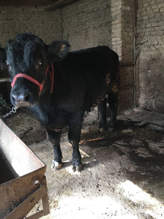 Buqala sotiladi soni 2 ta