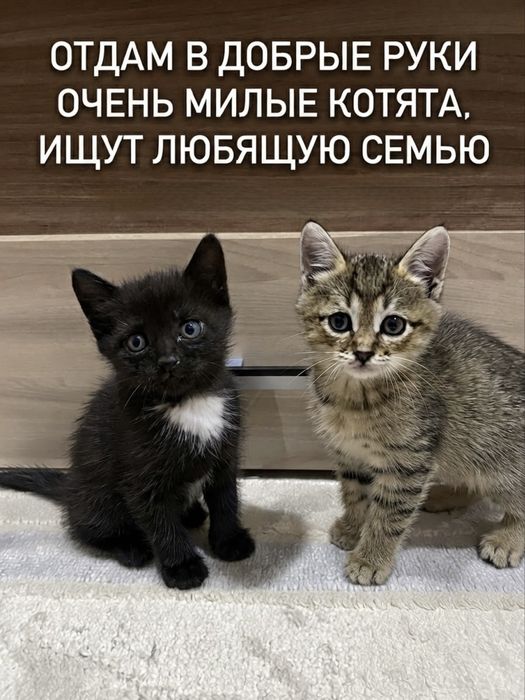 Отдам котят в добрые руки!
