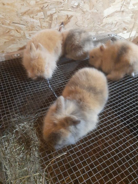 Iepurași cap de leu