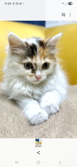 красивая кошечка 2 месяца от роду