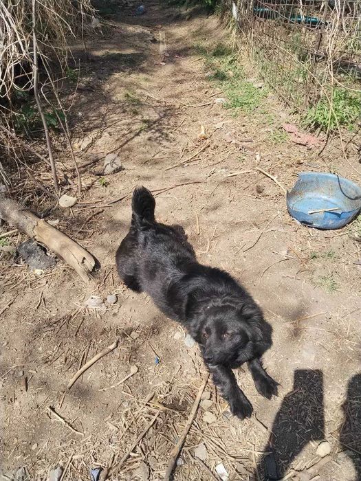 Щенки и их мама в добрые руки