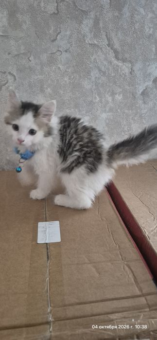 Отдам котенка бесплатно