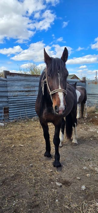 Айғыр Жеребец Тяжеловоз