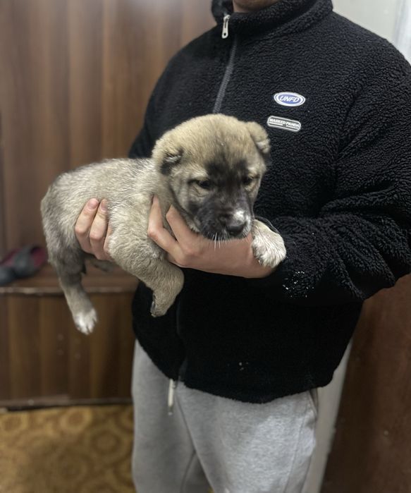 продается щенок алабая