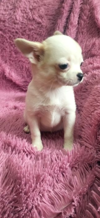 Щенок чихуахуа девочка