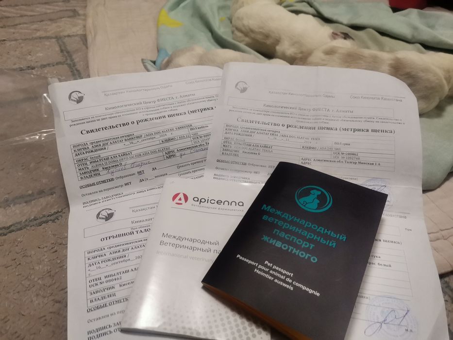 Щенки Алабайчики