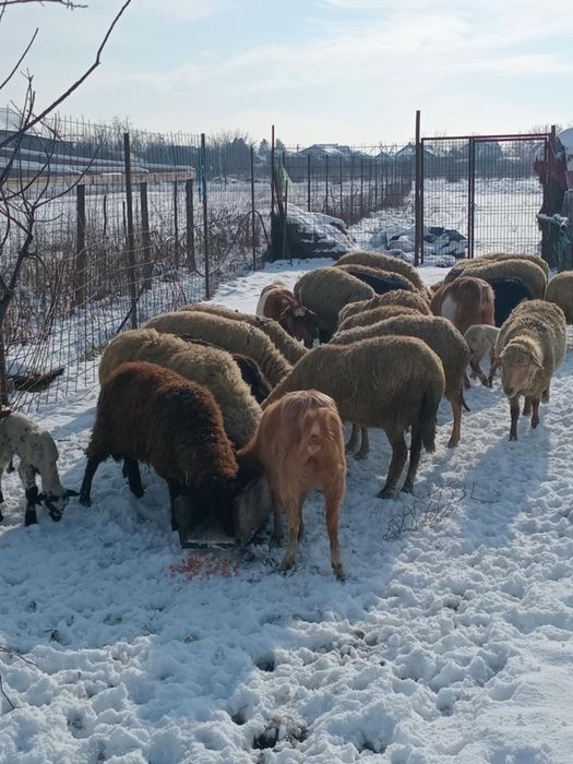 Vand 19 oi si 6 capre