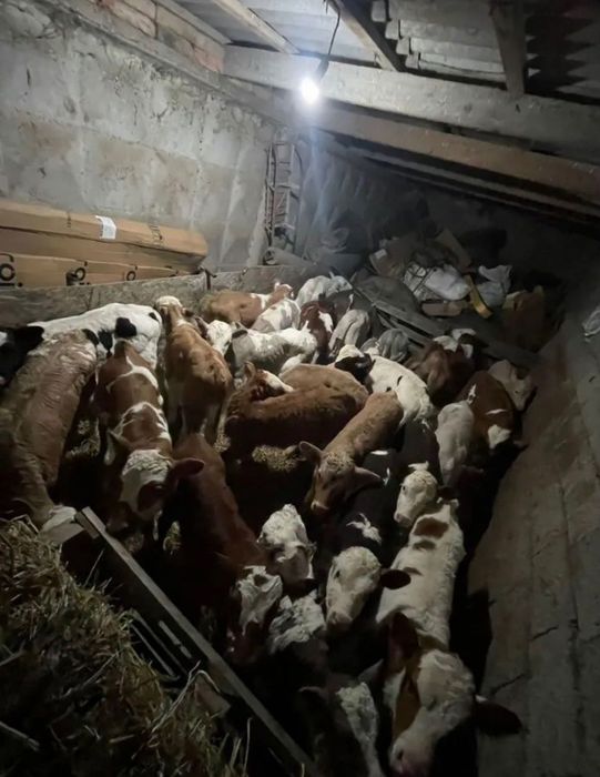 Продам телят , разной породы;;;