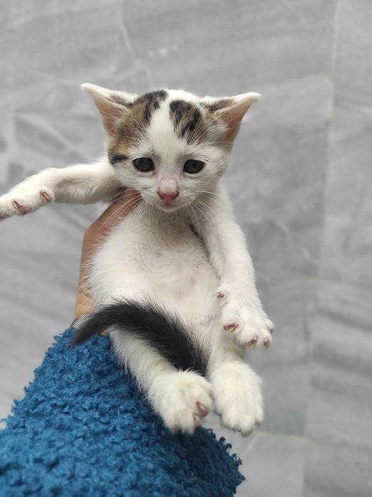 4 едномесечни котенца търсят дом