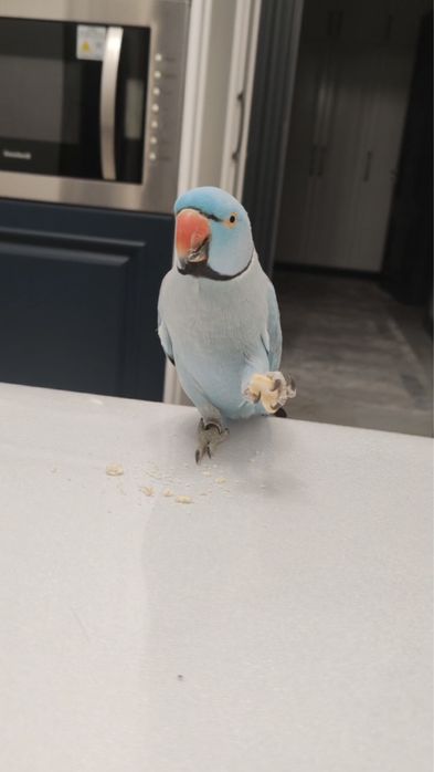 Ожереловые попугаи ручня